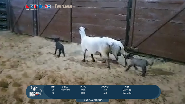 Lote LOTE 82 - CAMPO