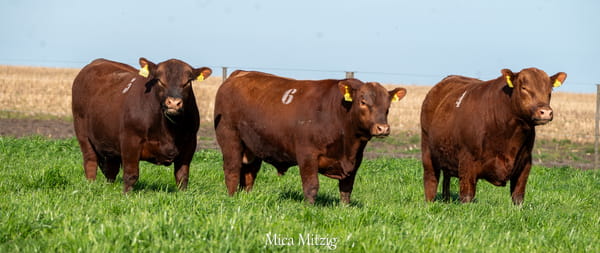 Lote TORO ANGUS P.C.