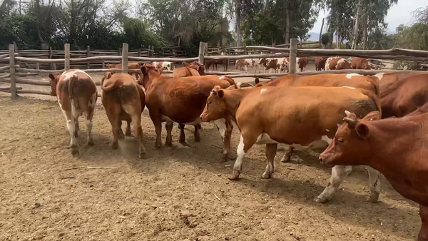 Lote 39 Novillo Engorda en Melipilla, Región Metropolitana