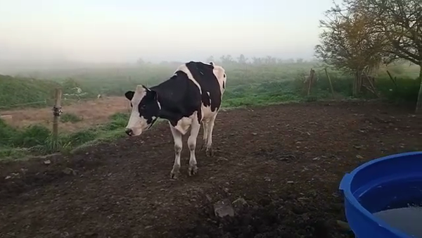 Lote Vacas de Invernada HOLANDO 550kg - , San José