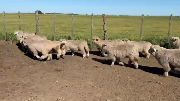 25 corderos machos 18 y hembras 7