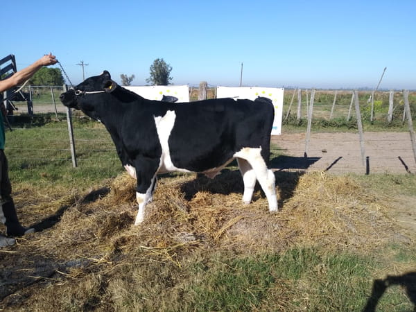 Lote HOLAN 3138 EMILIO LEE KRUSADER T/E