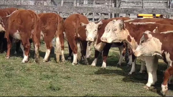 Lote Expo. El Mangurullito de Spiazzi