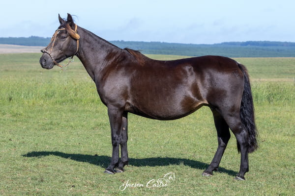 Lote Manta Negra De Los Recuerdos