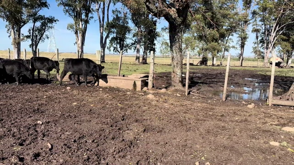 Lote TERNERAS