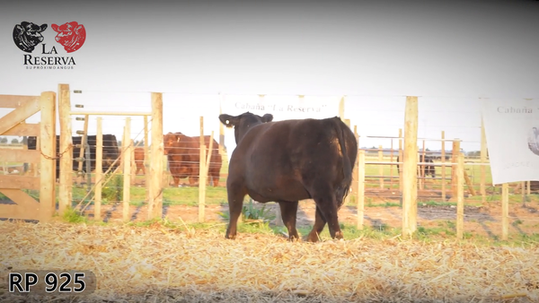 Lote Terneras PP al 50%