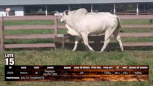 Lote Nelore