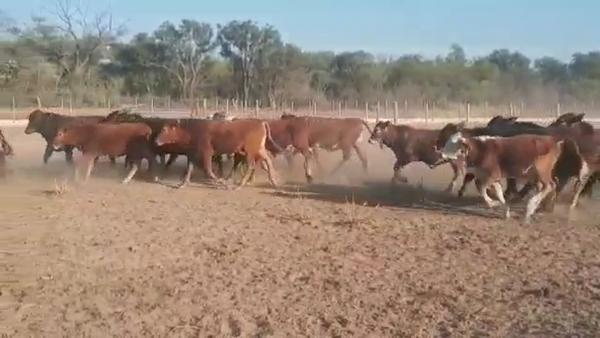 Lote 110 Terneros/as en Quimilí, Santiago del Estero