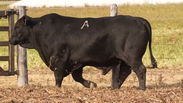 Lote Toros CABAÑA EL PORVENIR
