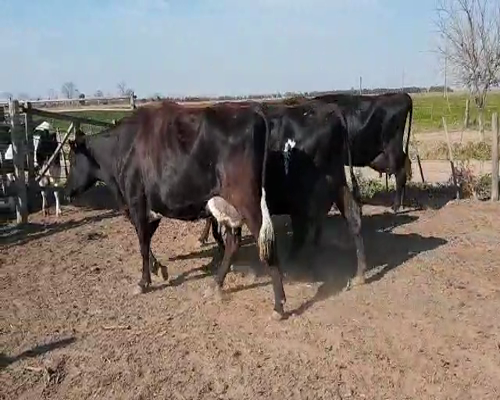 Lote VACAS EN ORDEÑE 5 DANTE ALBRECHT