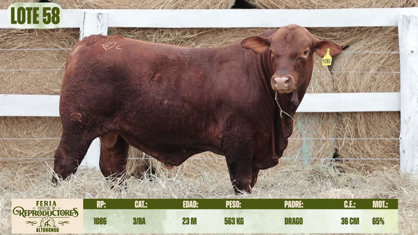 Lote LOTE 58