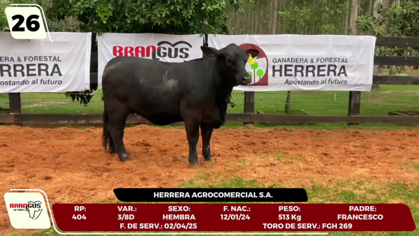 Lote LOTE 26 - CAMPO