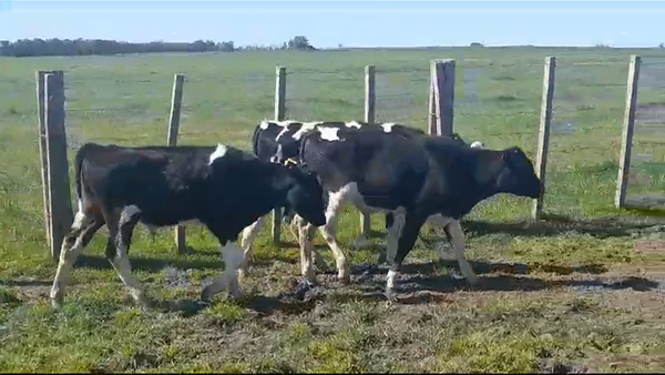 Lote (Vendido)3 Terneros Holando HOLANDO 165kg - , Flores