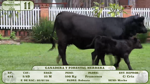 Lote LOTE 11