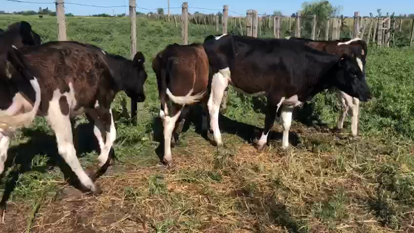 Lote (Vendido)5 Terneros Holando 160kg - , San José