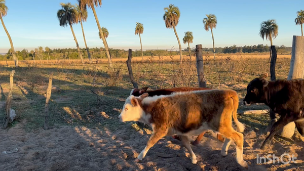 Lote 66 Terneros/as en Corrientes, Tabay