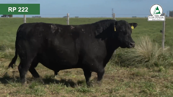 Lote 3 Toros ANGUS en Balcarce