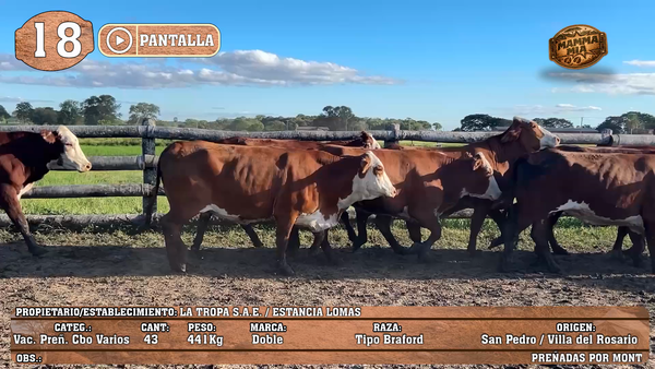 Lote LOTE 18 - POR PANTALLA