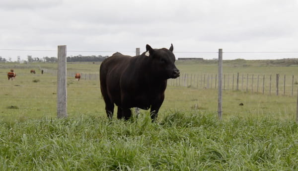Lote ABERDEEN ANGUS PURO CONTROLADO SA