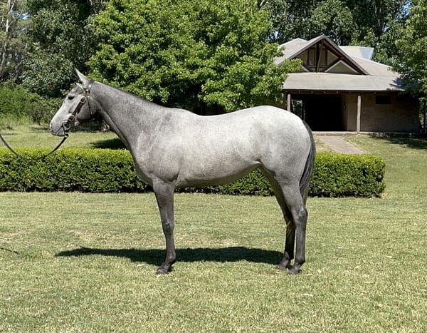 Lote FAX CLEOPATRA(FAX MAGICO-CUAL PIBA II)