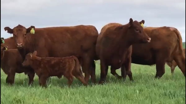 Lote VACAS CON CRIA (CORRAL 57)