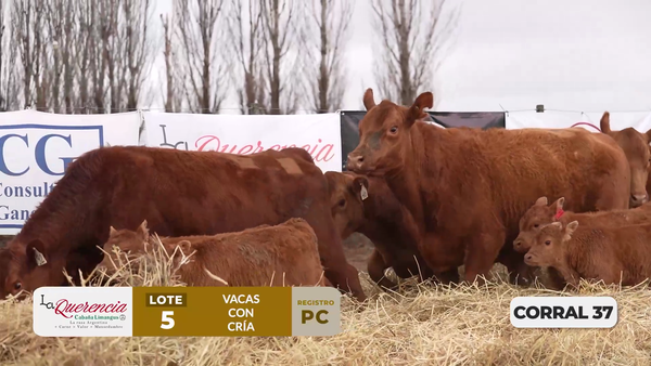 Lote VACAS PC PARIDAS DE PRIMER PARTO