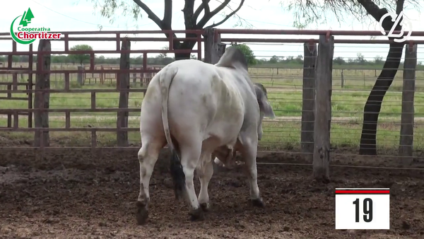 Lote Brahman
