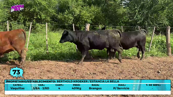 Lote LOTE 73