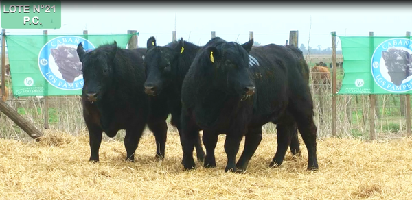 Lote TOROS PUROS CONTROLADOS