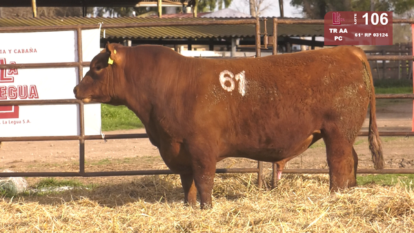 Lote TOROS ANGUS COLORADOS  PC