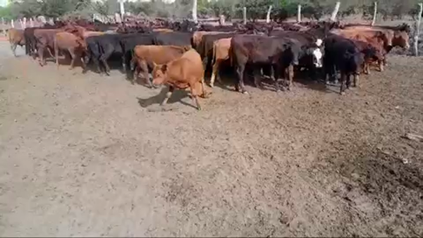 Lote 224 Terneros en Villaguay, Entre Ríos