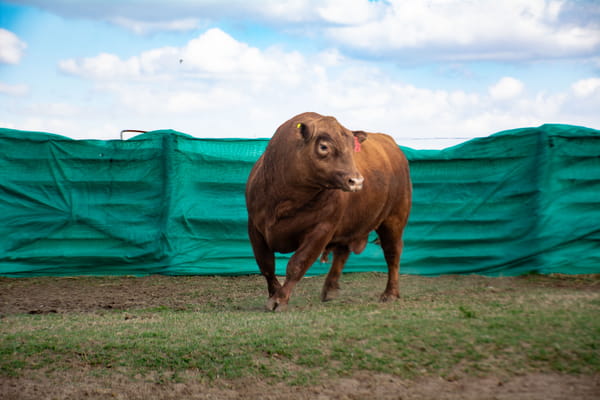 Lote Toros