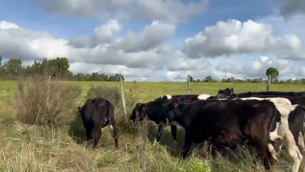 Lote 9 Terneros Holando y Cruzas en Ruta 23 Km 130