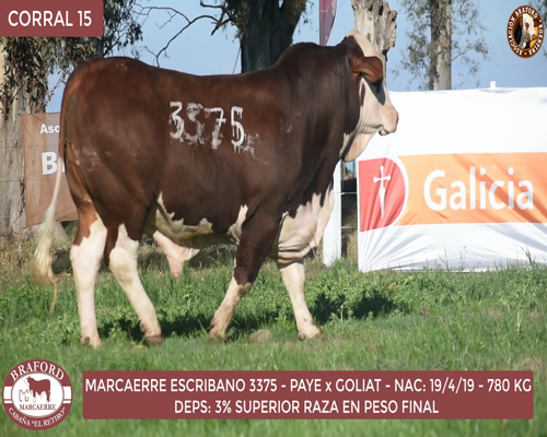 Lote Toro Braford Cabaña El Retiro