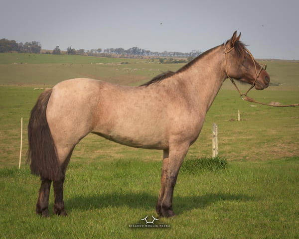 Lote El Gavilán Iluminada