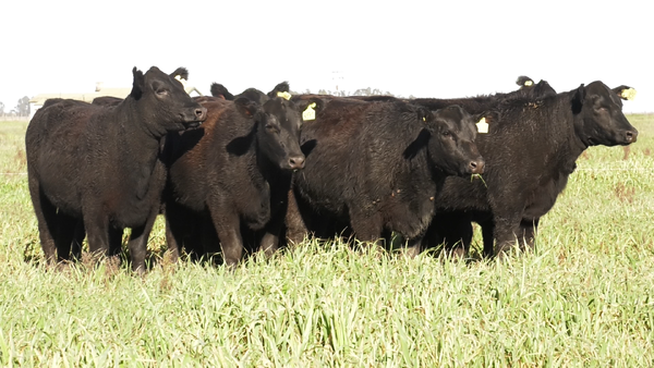 Lote VAQ. ANGUS NEGRAS  PC C/GTÍA DE PREÑEZ