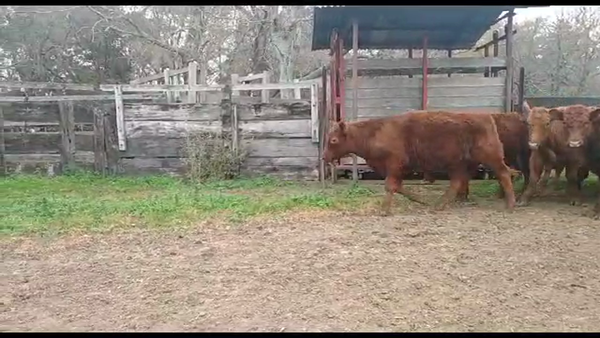 Lote 40 Terneros en Campana, Buenos Aires