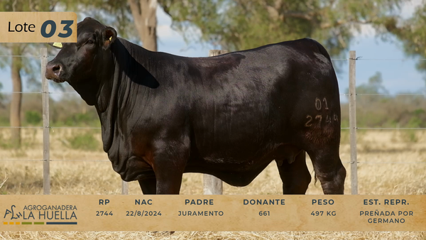 Lote LOTE 3