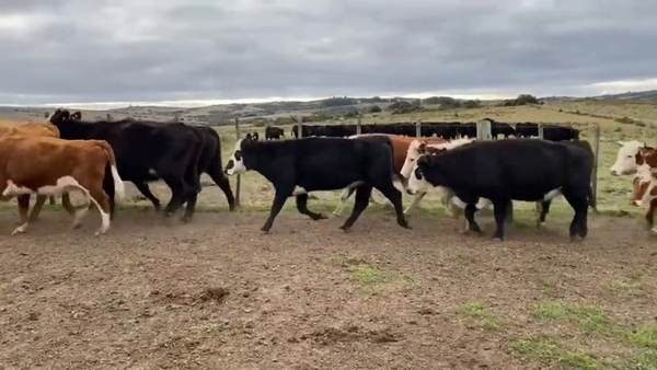 Lote Vacas de Invernada