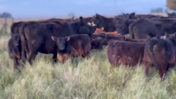 Lote 104 AL CTE ( NUEVA )