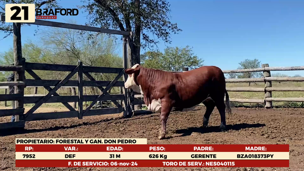 Lote LOTE 21 HEMBRAS DE CAMPO