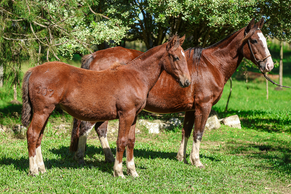Lote RZ YEGERA DA CARAPUÇA