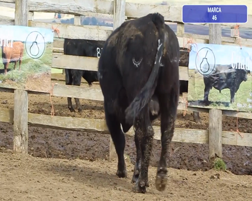 Lote 1 Toro en Coyhaique, XI Región Aysén