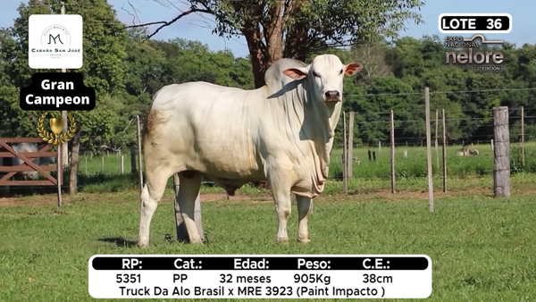 Lote Nacional Nelore Campo - Lote 36