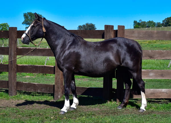 Lote Gata Negra Ñaro