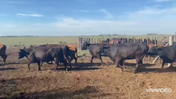 Lote 45 Vacas nuevas C/ gtia de preñez en Gral. Rodríguez, Buenos Aires
