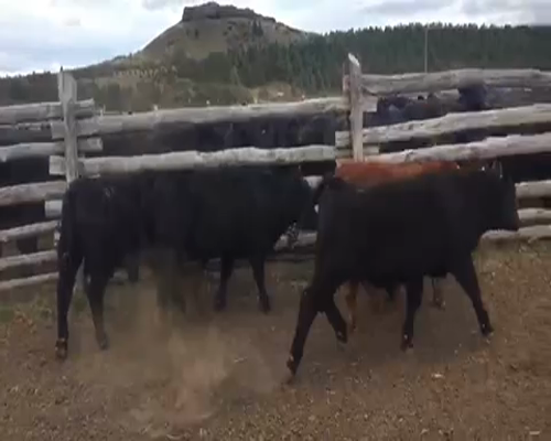 Lote 30 Ternero en Coyhaique, XI Región Aysén