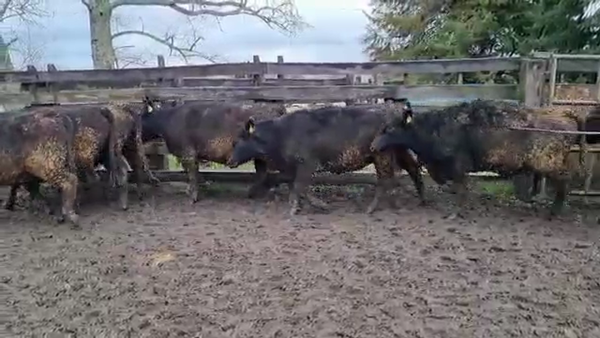 Lote 50 Vaquilla Engorda en Panguipulli, XIV Región Los Ríos