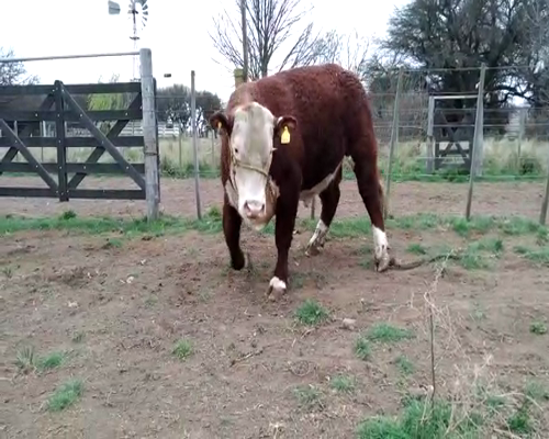 Lote Toro Polled Hereford PR - Cabaña Peuma Yen - B616