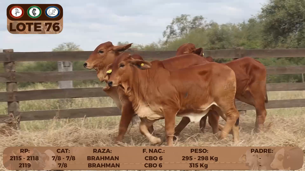 Lote LOTE 76